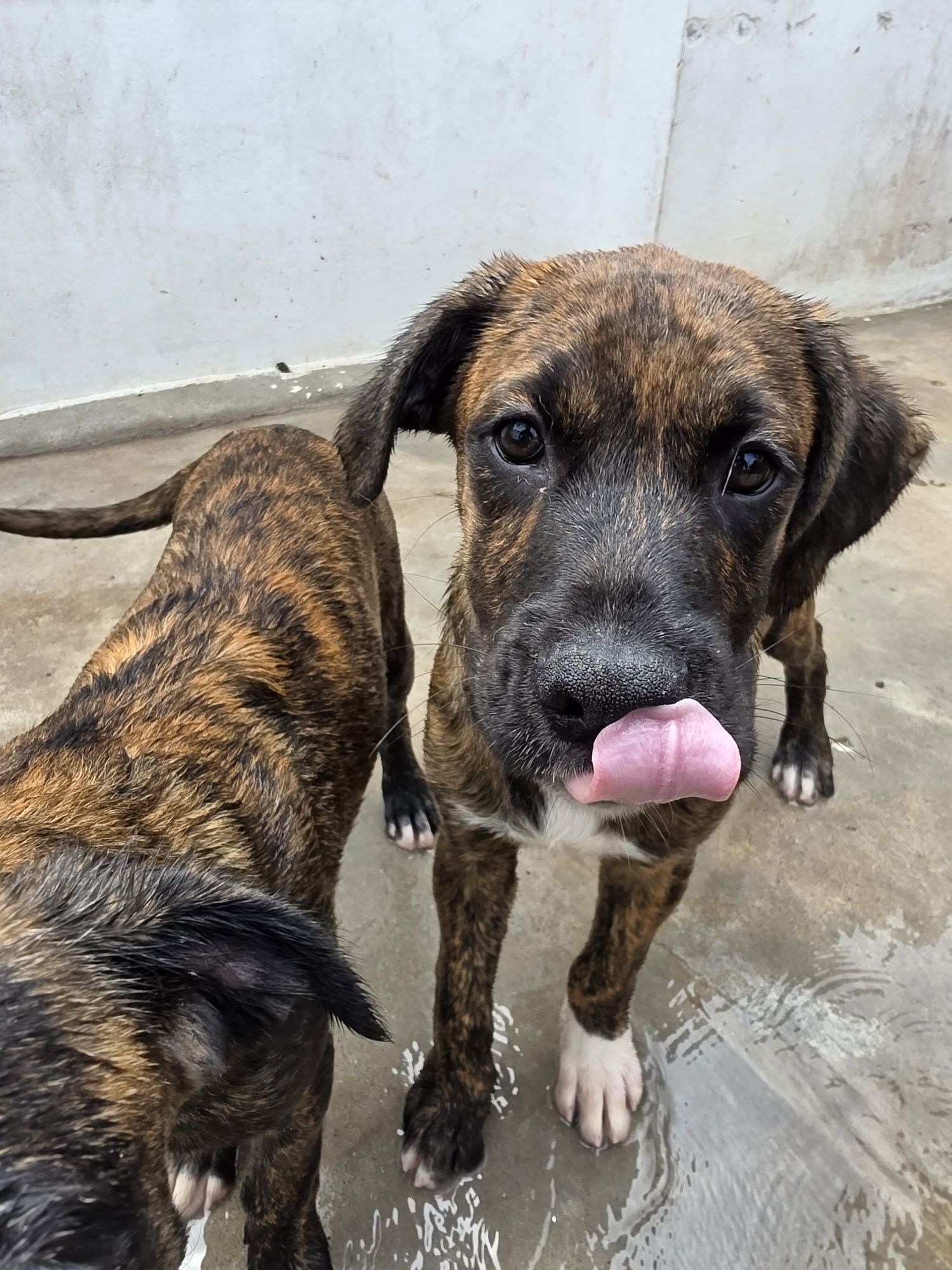 Cachorros de boxer x pastor