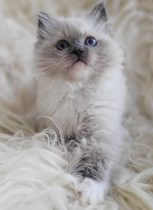 Koteczka Ragdoll z rodowodem WCF- koniec sierpnia