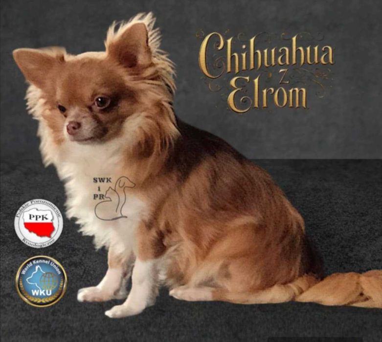 **Długowłosa sunia Calineczka**