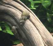Colonia de Caracois tuberculata