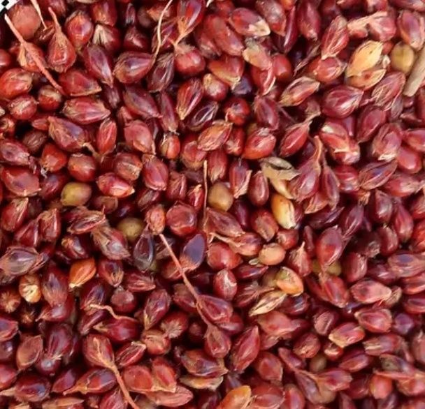 Продам (суданку) суданскую траву насіння суданки