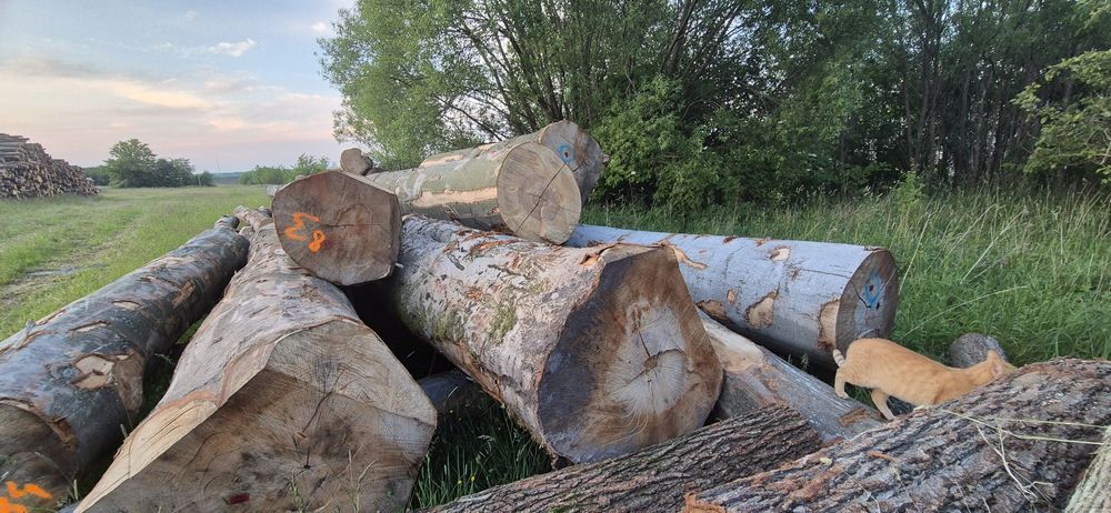 DĄB, Sezonowane Drewno kominkowe, do kominka, do pieca, woj. Łódzkie