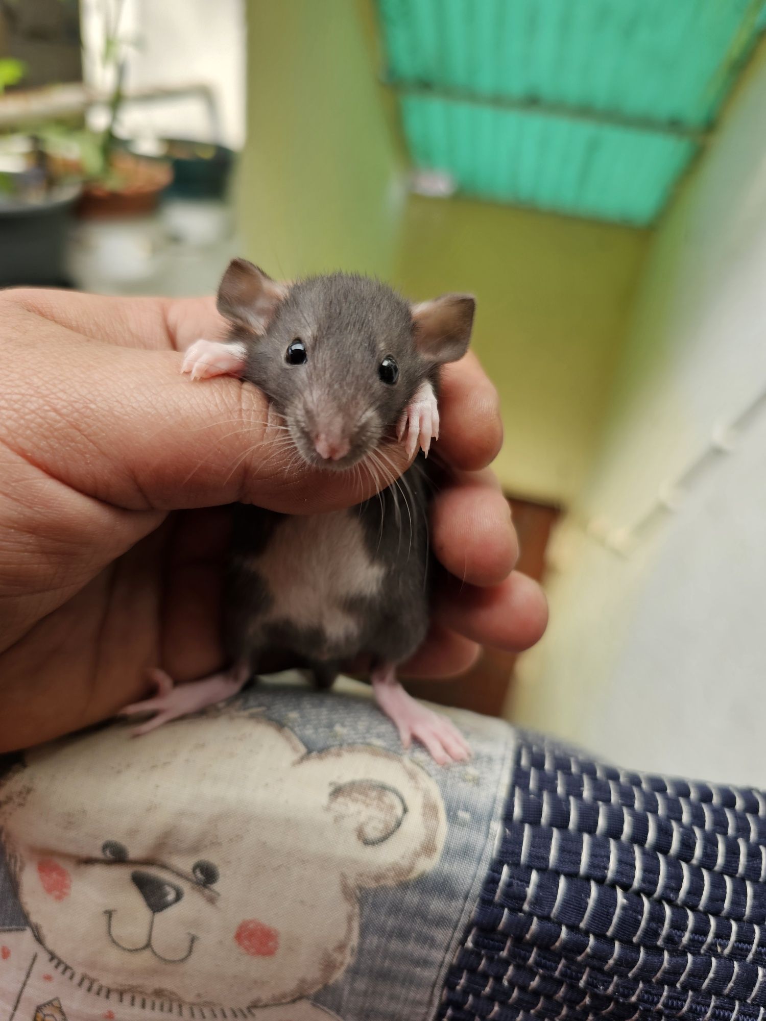 Ratazanas Domesticas / Gaiola