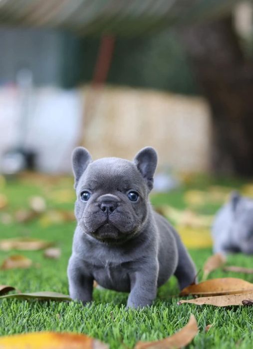 Чудовий ! хлопчик,блакитноокий