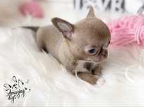 Teddy *** chihuahua *** przesliczny chlopczyk lilac