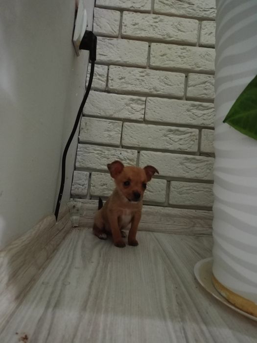 Ratlerek miniaturka piesek