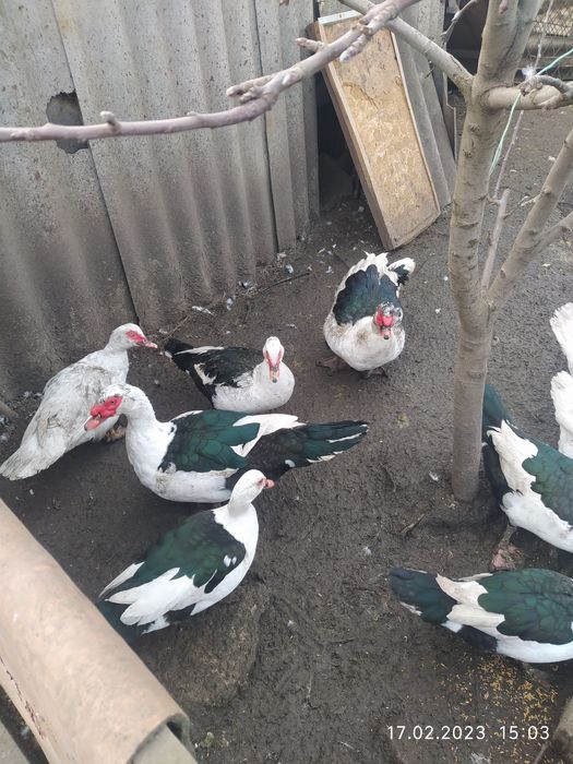 Мускусные утки качка