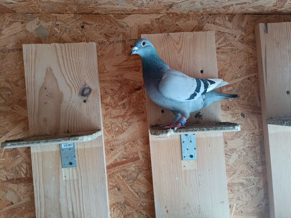 Sprzedam Samice Elektro x Porsche Gołębie Pocztowe