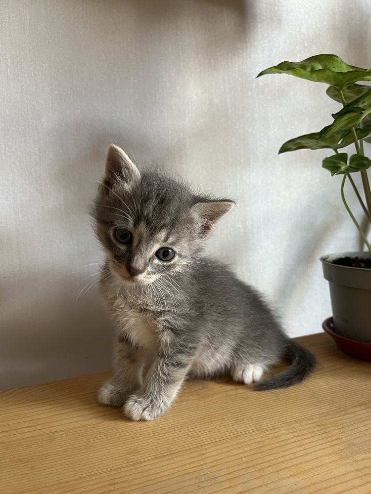 Кошенята безкоштовно