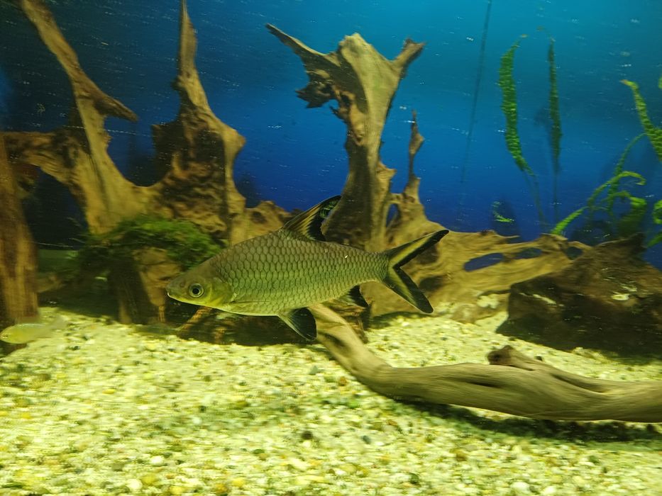 Brzanka rekinia xxl 24 cm