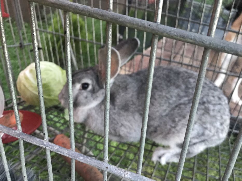 Sprzedam Samica krolik