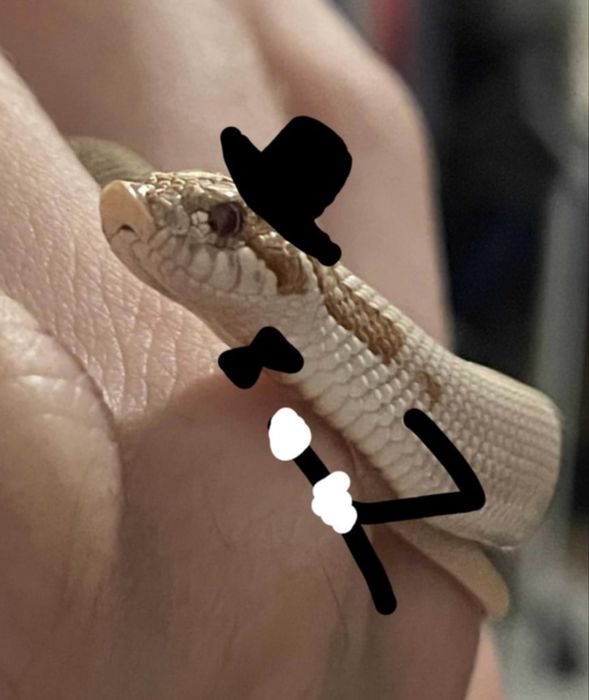 Wąż Heterodon nasicus - Toffee Superconda - Samica Hognose snake