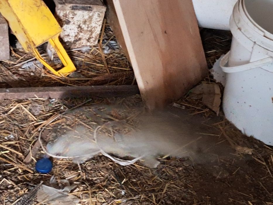 Karzełek  szary  samica