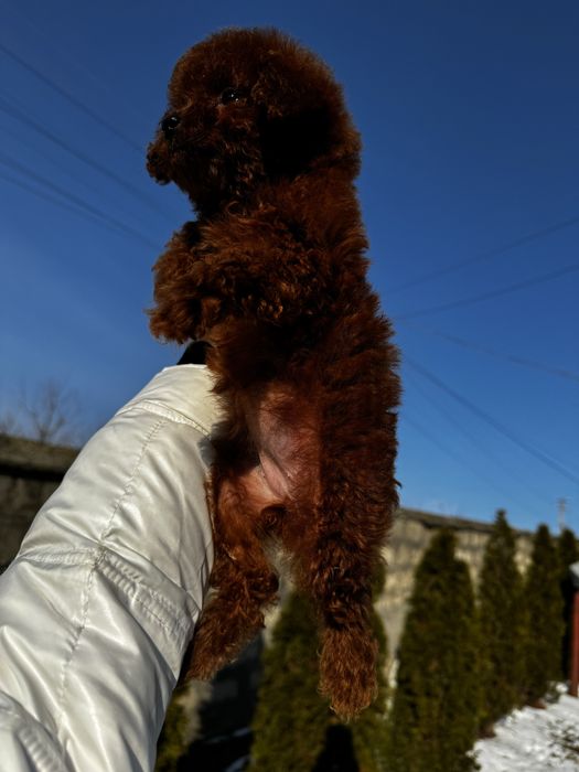 Шикарнюча дівчинка Ельзочка