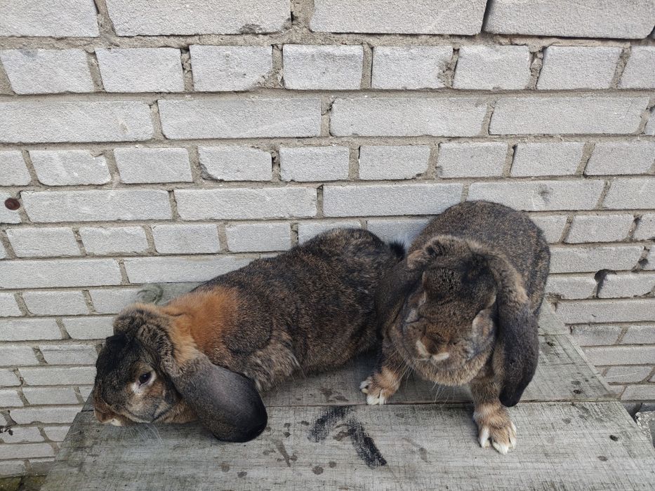 Francuski baran szary samice tatuowane