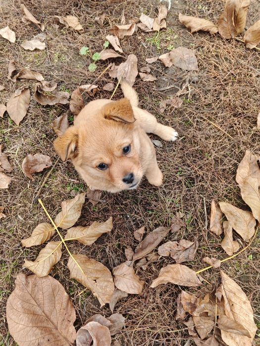 Віддам в добрі руки