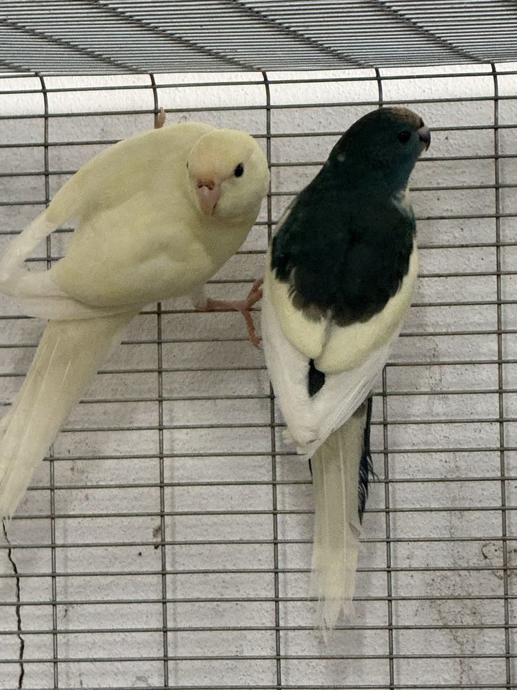 Kakariki 2025 com cedencia