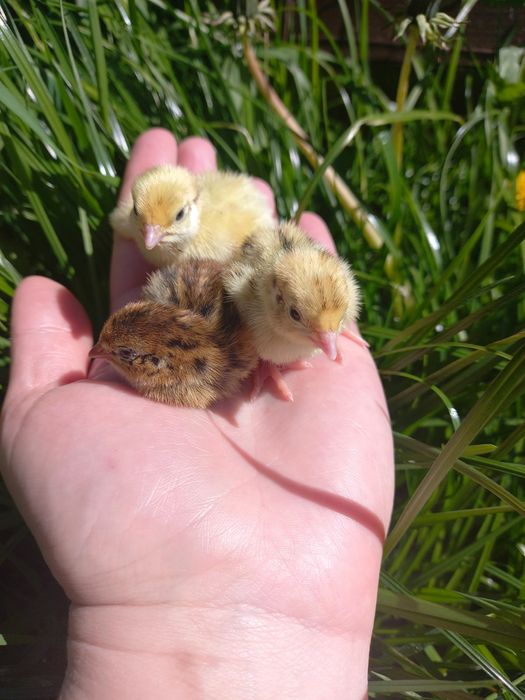 Перепілки маленькі