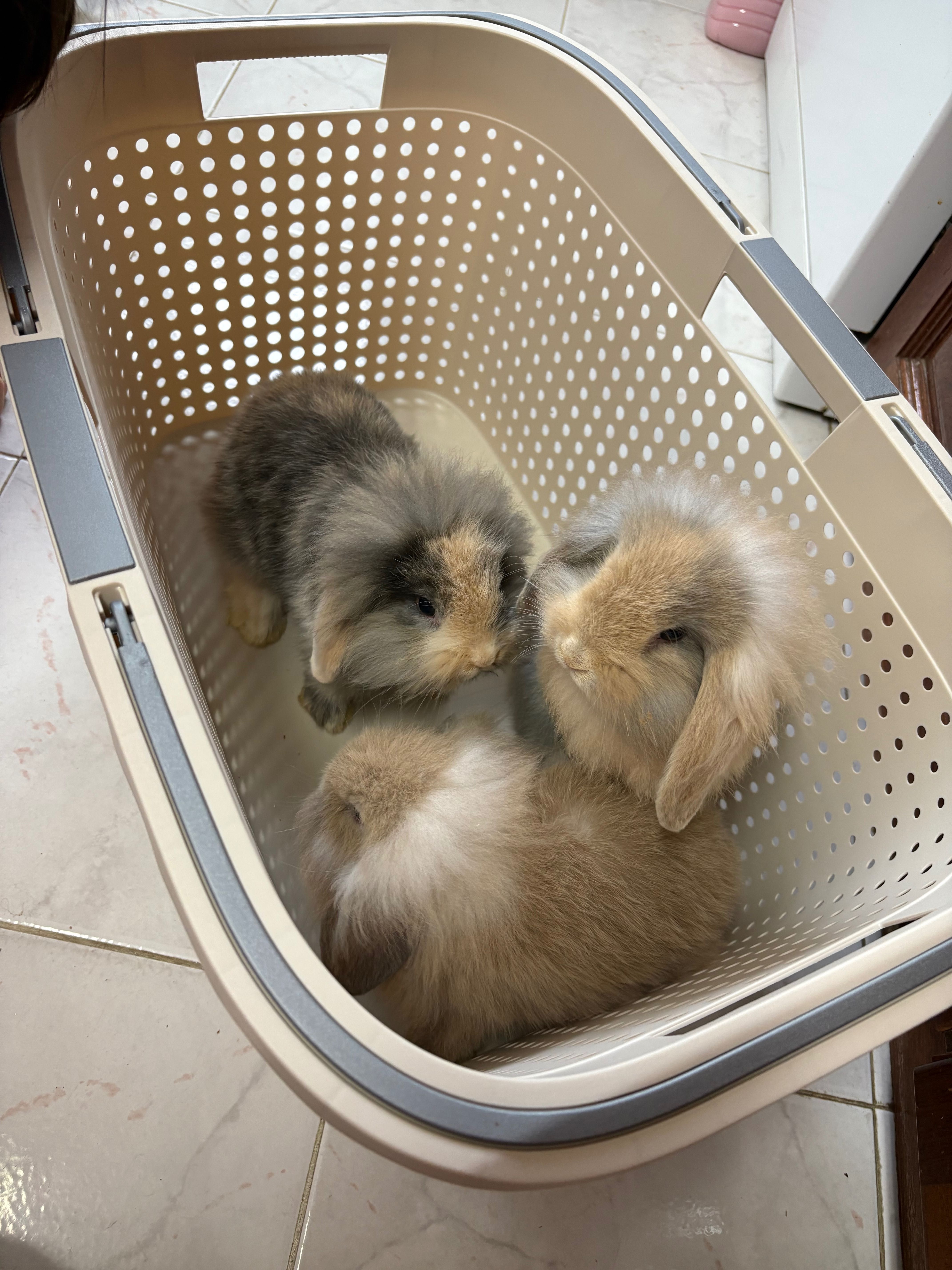 Coelhinhos orelhudos holandeses