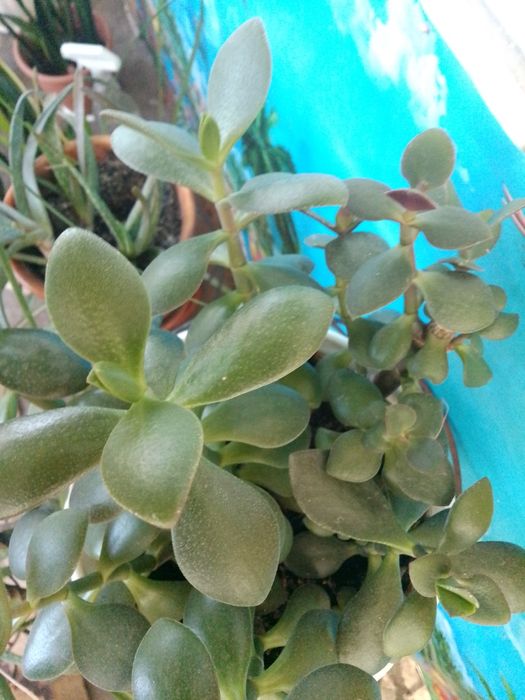 Продам молодые растения  и отростки красулы.