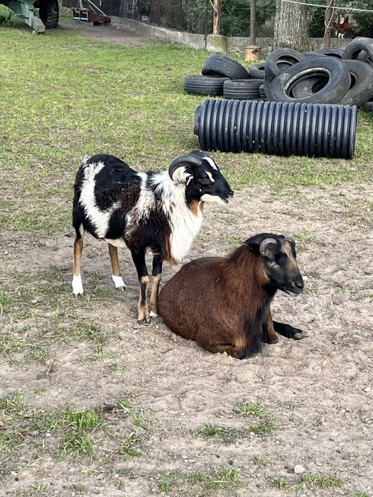 Baranki kameruńskie na sprzedaż