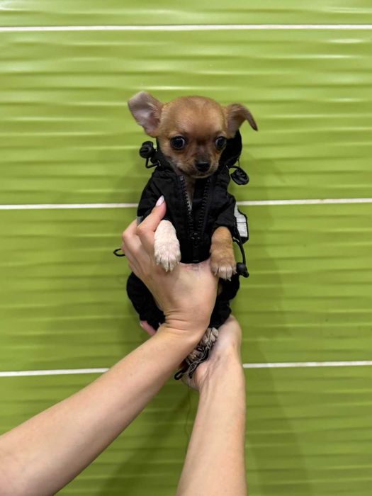 Няшний чихуашечка