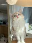 Kocurek Elvis Ragdoll z rodowodem Lazurowe Łapki*PL