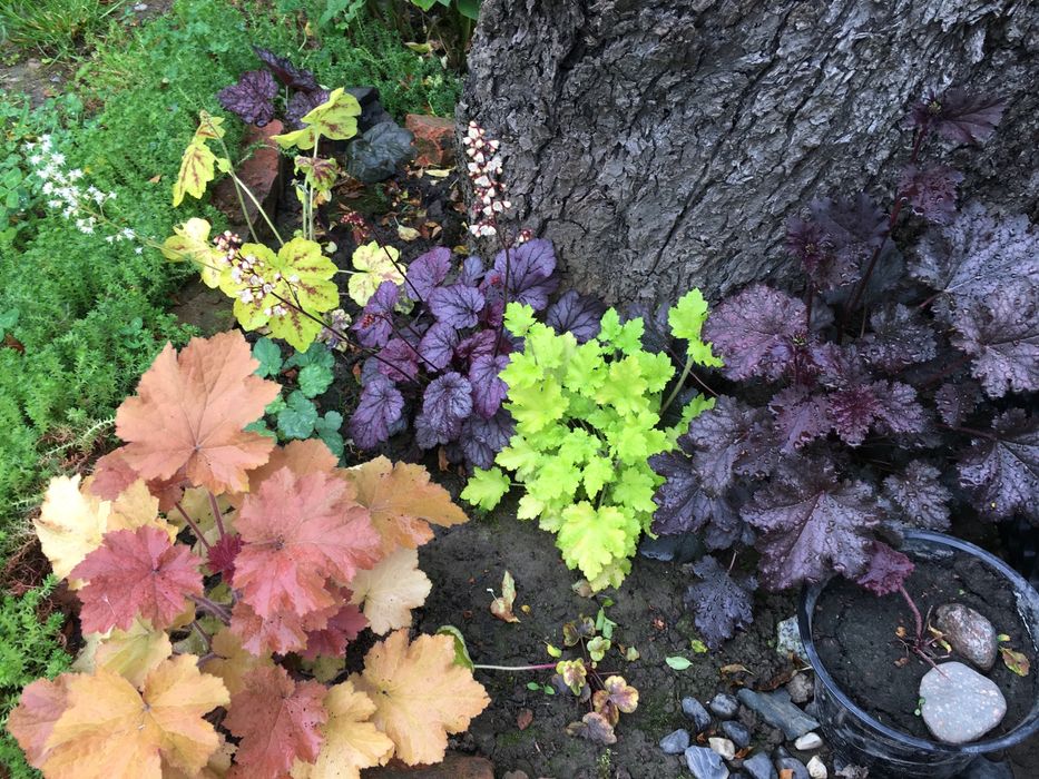 Гейхера сортова багаторічна