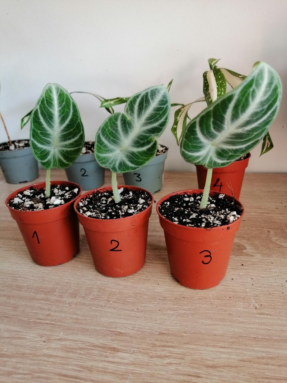 Calathea yellow i inne maluszki.