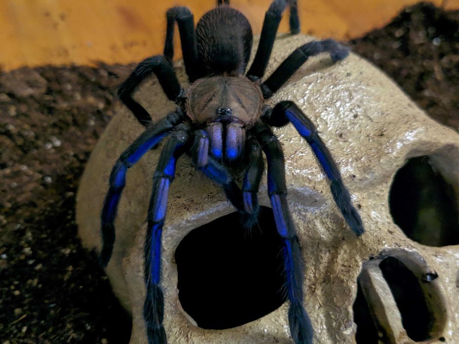 Dorosła Samica Chilobrachys natanicharum (sp. Electric Blue)