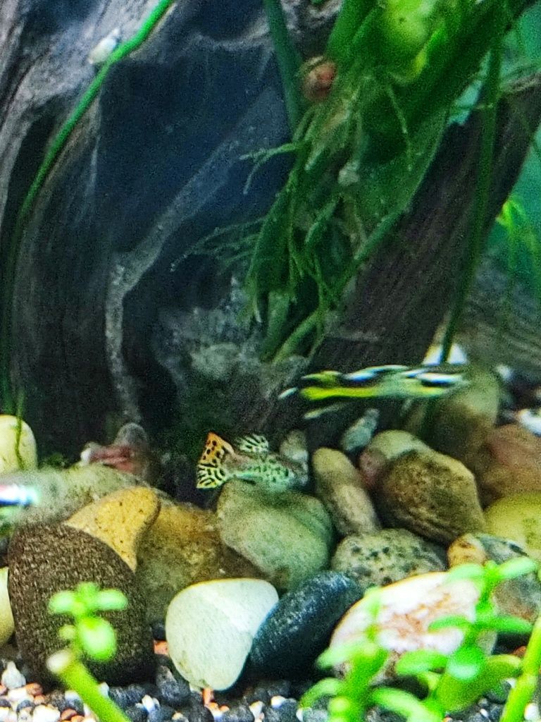 Guppy's  Sortidos