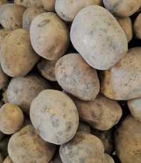 Ziemniaki paszowe dla zwierząt