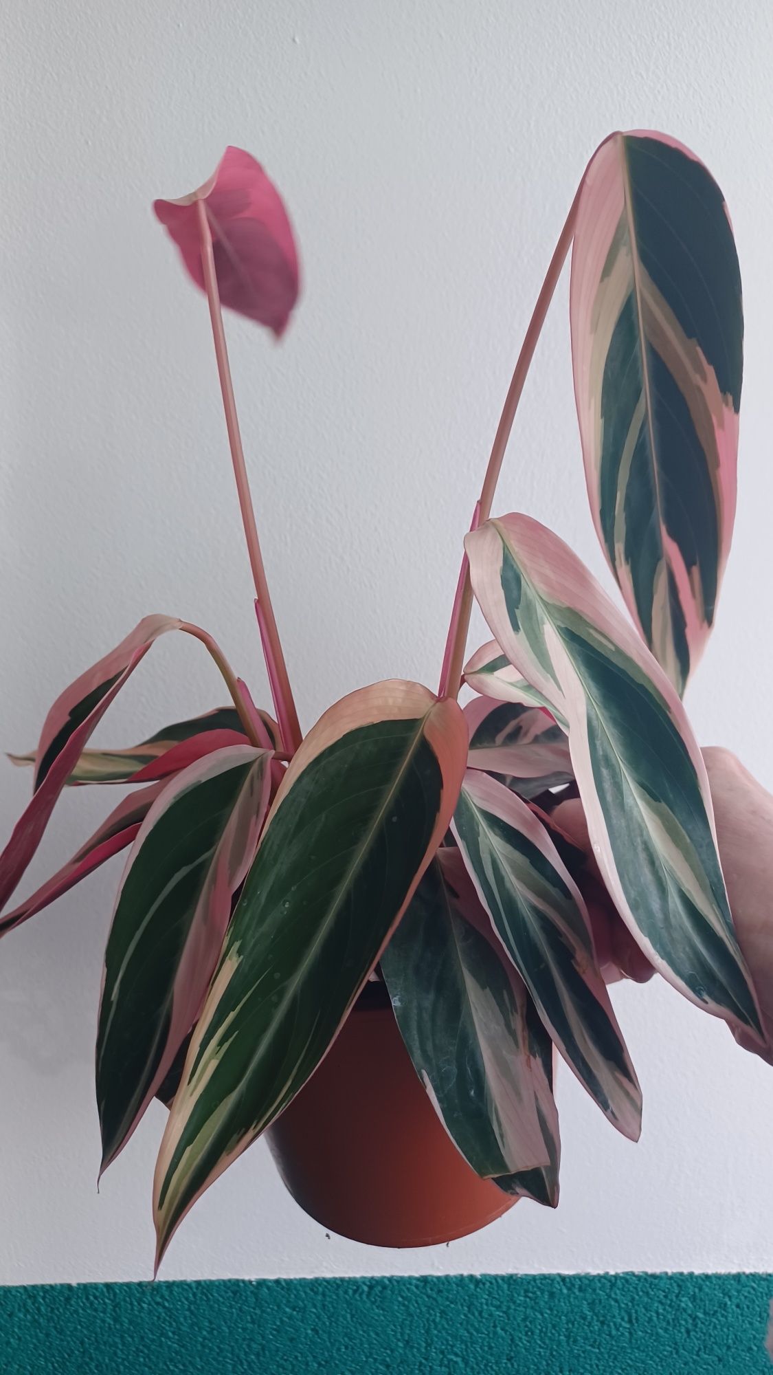 Calathea stromanthe triostal