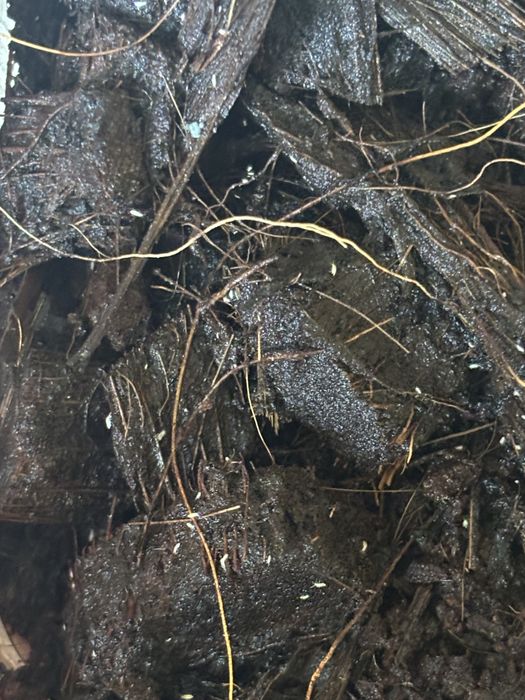 Skoczogonki collembola