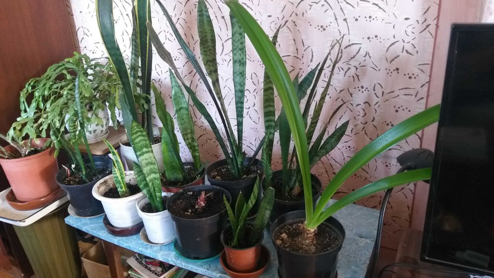 Тещин язик, сансівєра, сансіверія (2 вида)