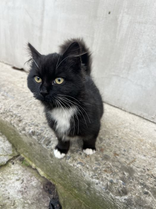 Маленький котик в добрі ручки