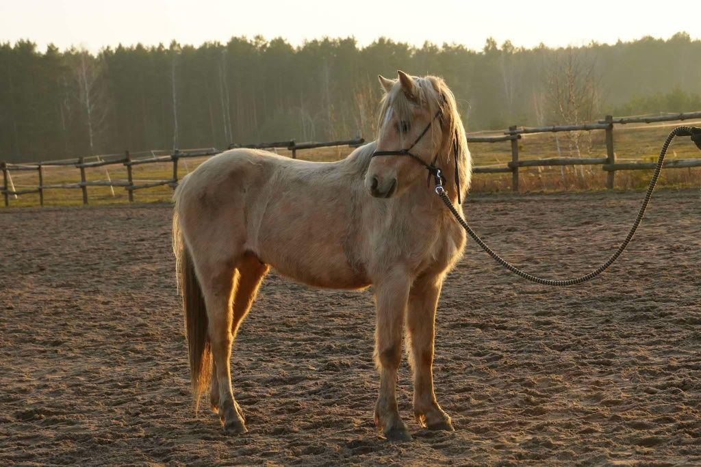 Sportowy, skokowy Kuc walijski