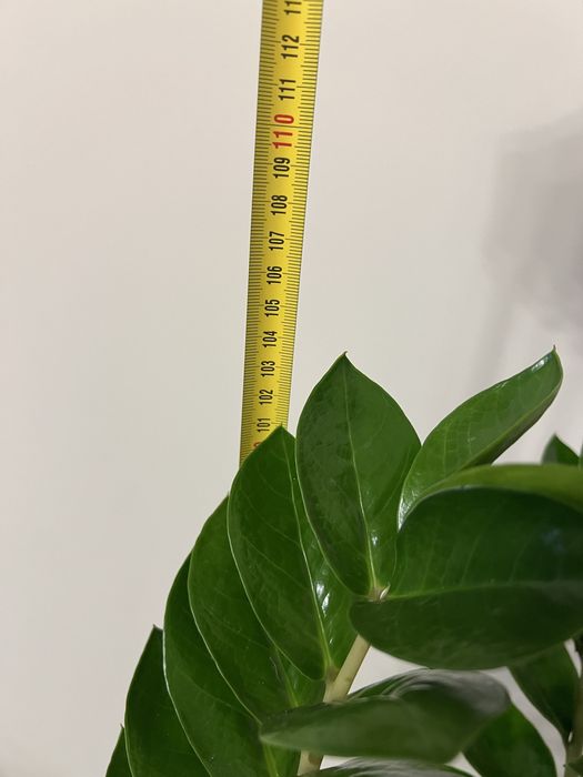 Заміокулькас акційний 105 см