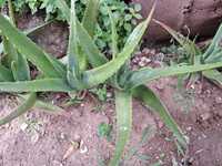 Folha Aloe Vera fresca