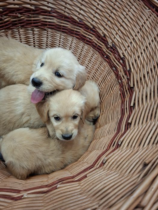 Golden Retriever piesek