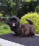 ShihTzu dziewczynka Hana