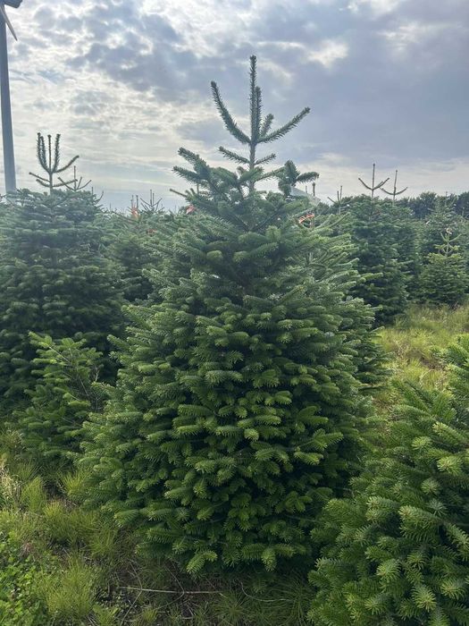 Jodła kaukaska cięta 175-200 ChoinkiPrima.pl FB