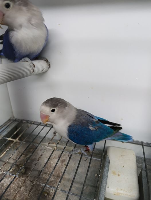 Casal agapórnis fischeris azuis