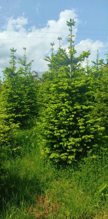 choinki prosto z plantacji - sprzedaż hurtowa i detaliczna