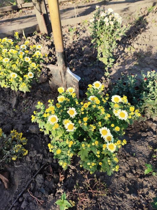 Хризантема мультифлора