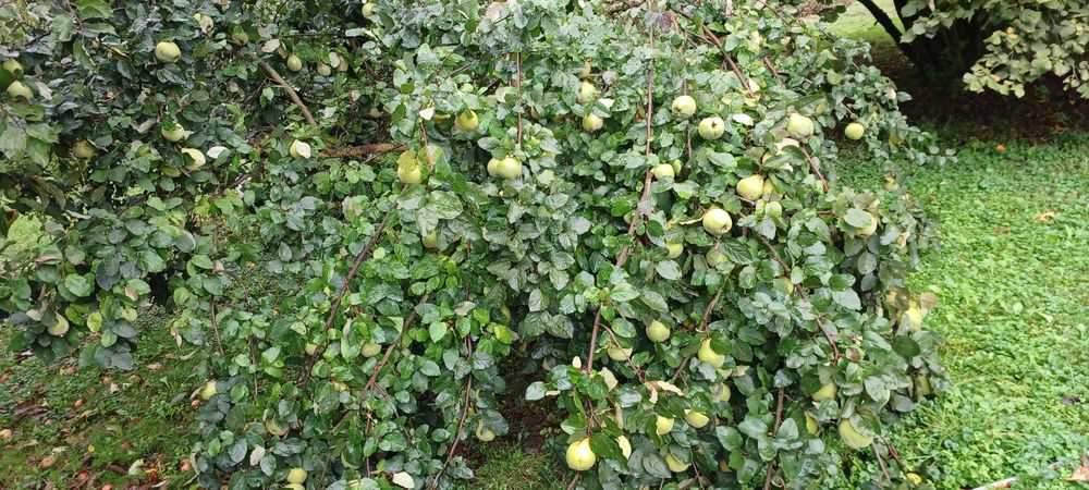 Pigwa ekologiczna, jabłkowa i olbrzymia, bez chemii