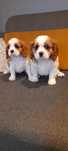 Szczeniaczek Cavalier King Charles Spaniel