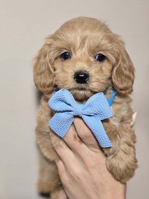 Maltipoo f1 piesek szczeniak metryka chip szczenięta
