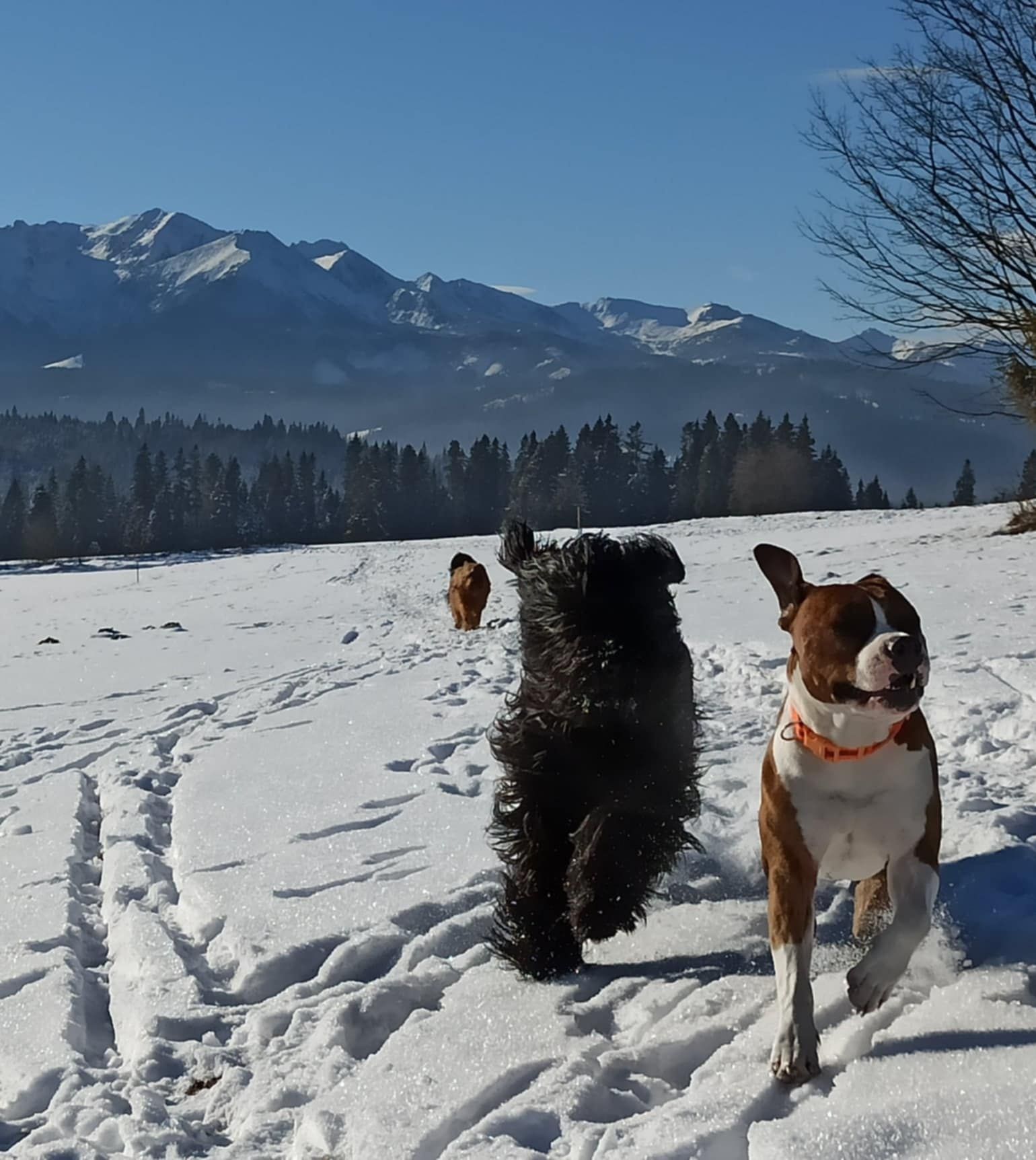 Owczarek francuski Briard FCII