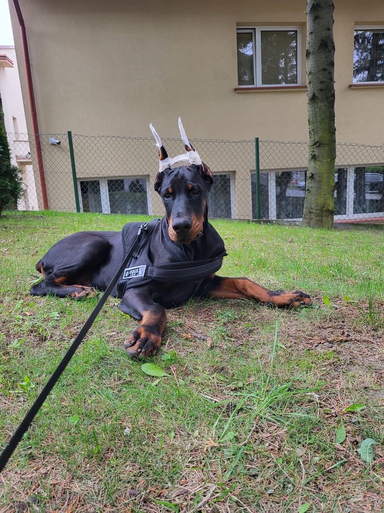 Doberman szczenię FCI